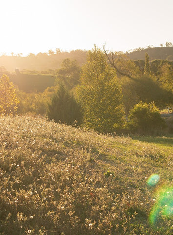 SPARKLING PINOT ROSE