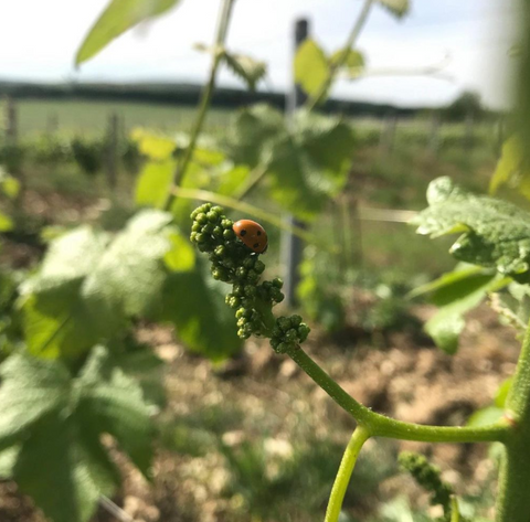 POUILLY-FUMÉ 2021